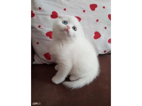 Scottish fold kleopatramı kim ister