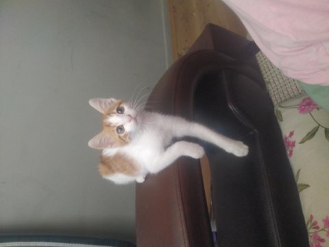 1.5 aylık yavru kedim