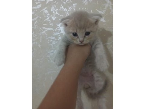 British shorthair kedileri