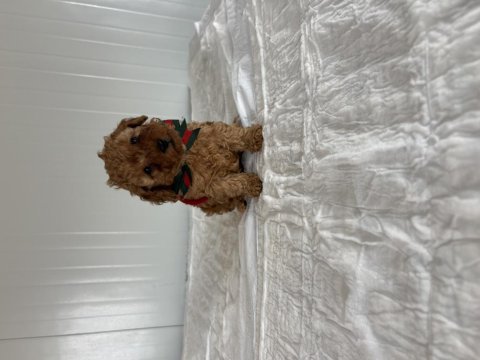 Korekan poodle bebekler