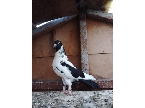 Oynak satılık saya güvercin var