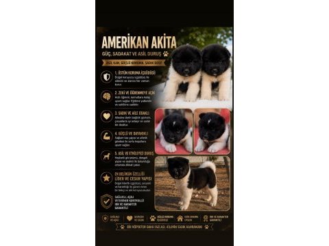 Amerikan akita inu yavruları