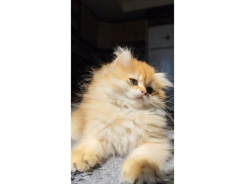 Yeni yuvasını arayan 2 buçuk aylık erkek british longhair