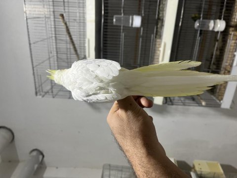 Yeme düşmüş sultan papağanı