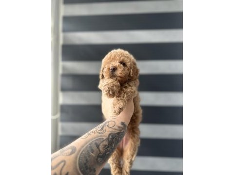 Kore kan red poodle