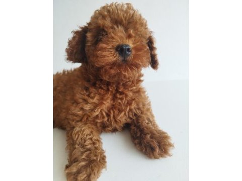 Safkan red brown toy ve kore dişi poodle yavrular