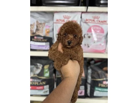 Toy poodle red brown yavrumuz en koyusundan