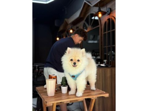 Pablo 6 aylık çok akıllı çok zeki pomeranian