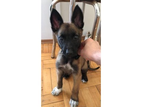 4 aylık yavru malinois