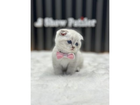 Muhteşem surat yapısına sahip scottish fold