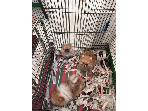 Sağlıklı anne baba garantili dünyalar güzeli pomeranian