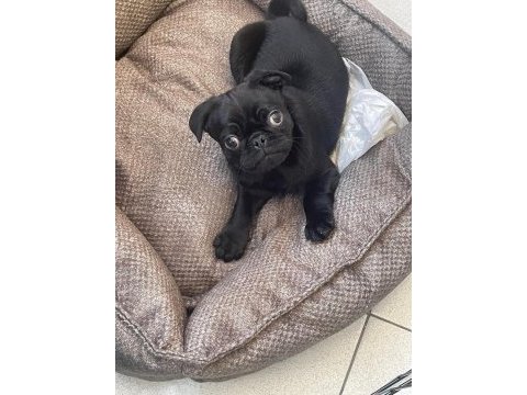 Sahibinden 3 aylık siyah erkek yavru pug