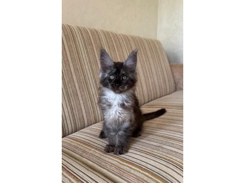 Dev black smoke erkek maine coon