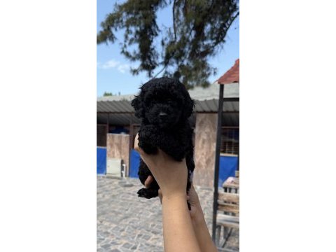 Siyah toypoodle zeytin gözlü şirin yavrular 