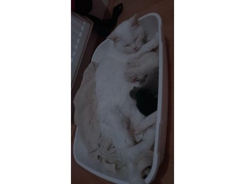Yavru scottish fold