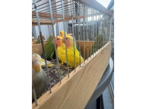 Sağlam kan - yavru sevda papağanlar