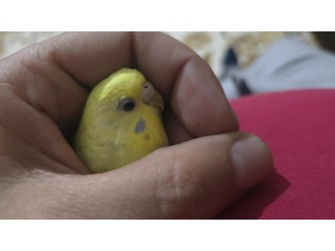 Lutino muhabbet kuşumuz için ulaşın