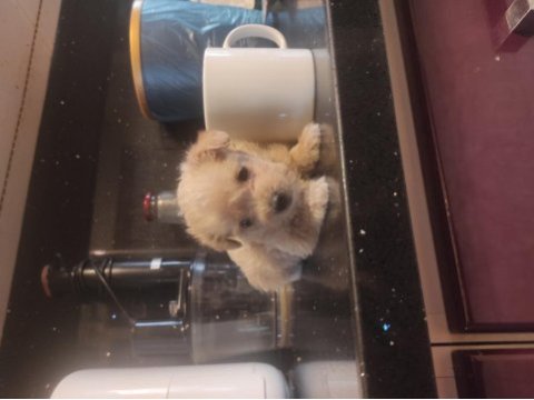 Minik maltipoo bebeklerimiz 