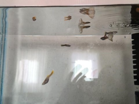 11 adet yerli lepistes uygun verilecektir