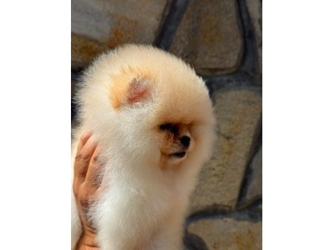 Erkek teacup boy teddy bear pomeranian