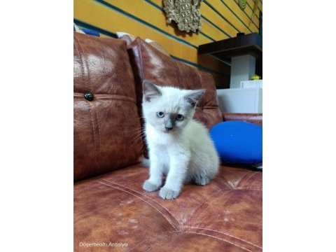 Muhteşem güzellikte blue point british bebeklerimiz