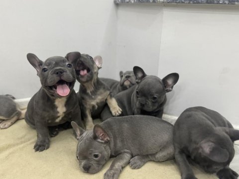 Saf kanlı french bulldog