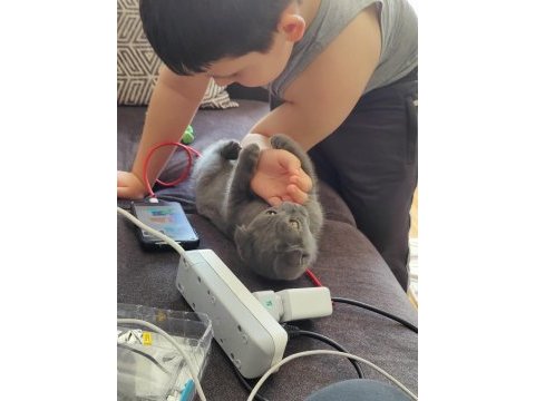 Tatlı kedimiz duman scottish fold