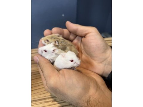 Sevimli gonzales hamster yavrular