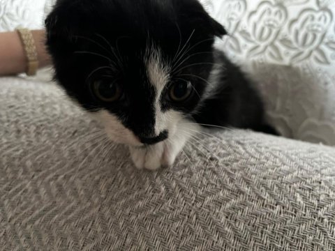 3 aylık yavru scottish fold