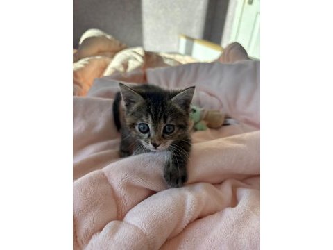 1 aylık tatlı lili tekir kedimiz