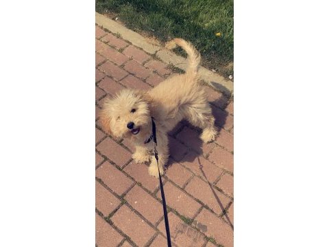 Toy poodle 6 aylık bütün aşıları yapılmış durumda