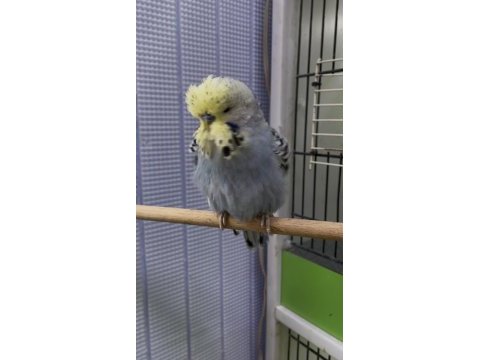 Show jumbo muhabbet kuşu