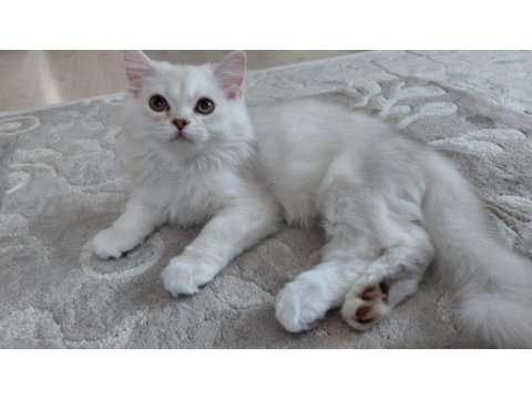Yavru british longhair