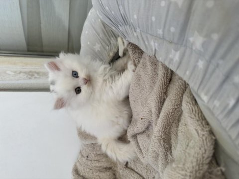 British longhair kediler