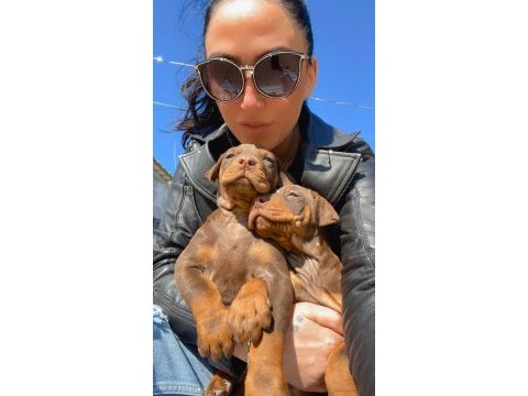 Doberman yavrularım sağlık ve ırk garantilidir