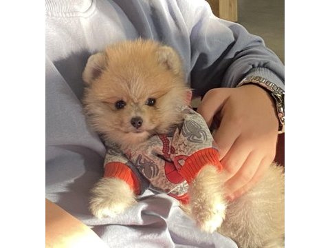 Pomeranian boo köpeği