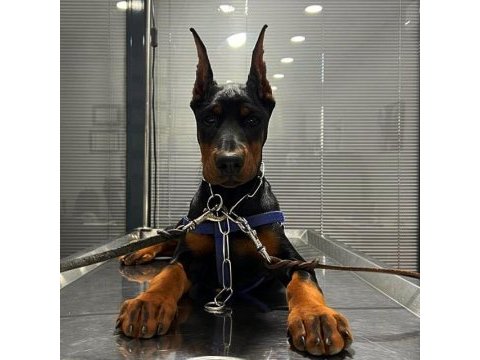 Safkan doberman
