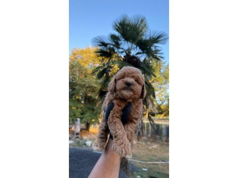 Show class kore maltipoo