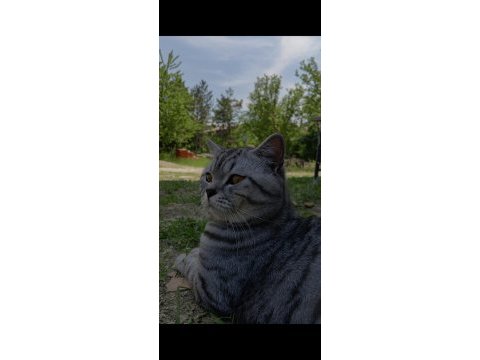 1,5 yaşında erkek silver tabby british shorthair