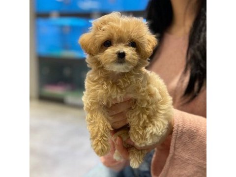 Toy poodle kalitesinde maltipoo yavruları