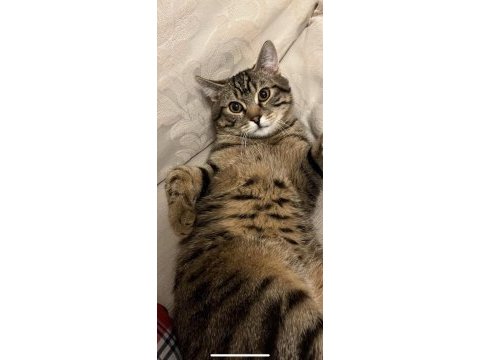 British shorthair tekir kırması 8 aylık erkek kedim