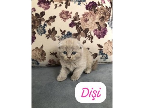 Hemen teslim top kafa yavrular british longhair