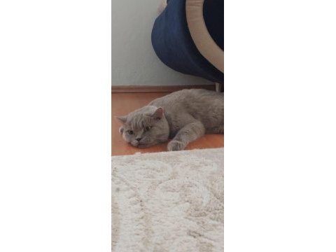 2,5 aylık british shorthair