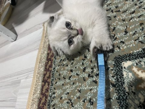 Dişi scottish fold blue point