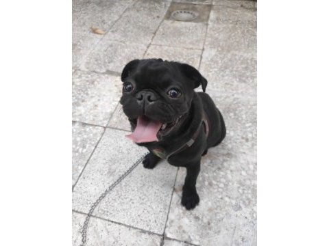 6 aylık pug