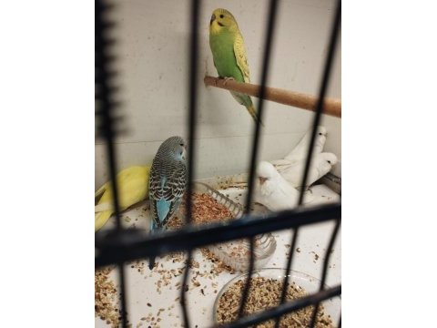 35-40 günlük alıştırmalık bebek muhabbet kuşu yavrular