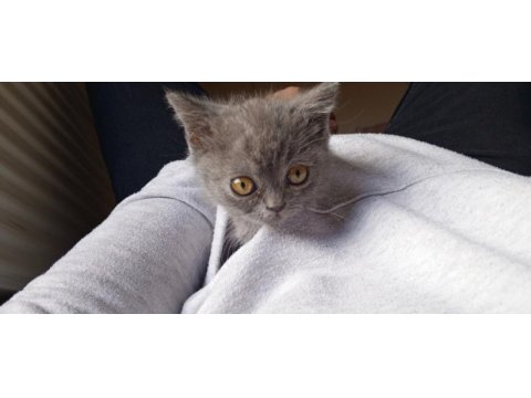 65 günlük british shorthair yavru