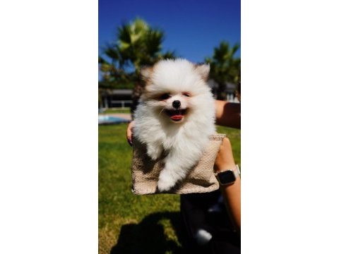 Sağlık ve ırk garantili pomeranian yavruları 