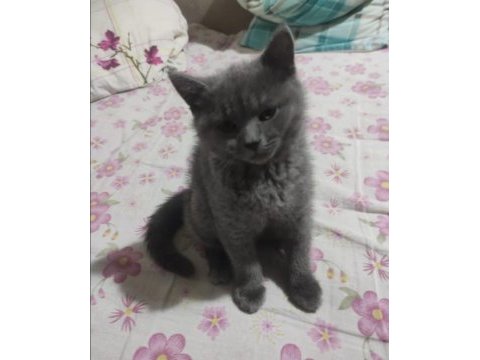 Ücretsiz british shorthair