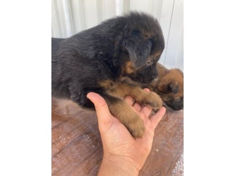 Yavru rottweiler ve yavru kurt 3 aylıklar